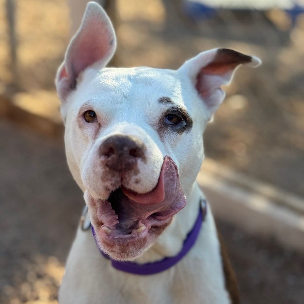 A white senior dog licking her lips