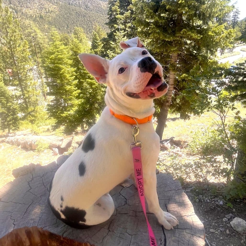 A picture of a white dog on a hike