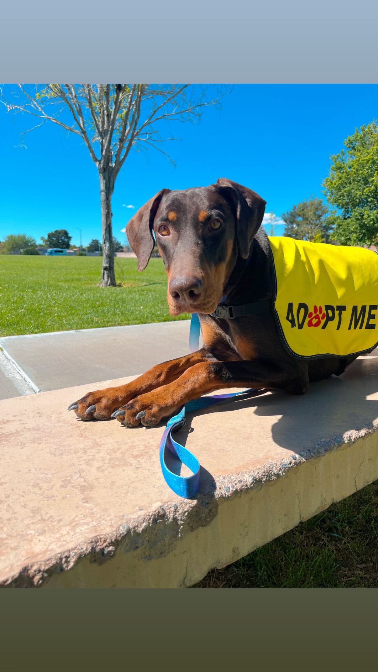 Doberman dog laying down wearing an Adopt Me vest