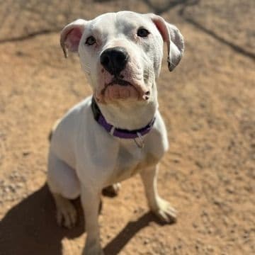A white pit bull terrier sitting in sand