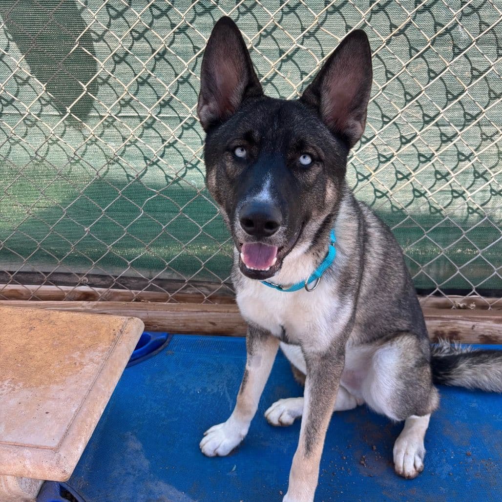 A husky shepherd mix dog with blue eyes sitting on a dog bed