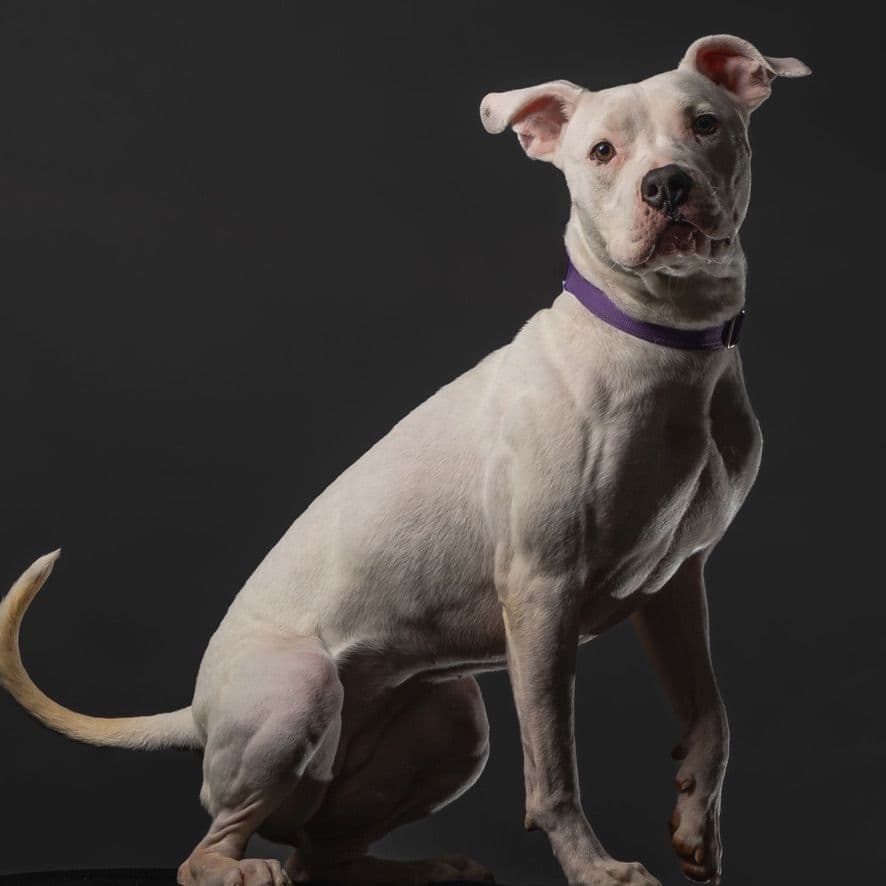 A white pit bull terrier posing for a professional photoshoot