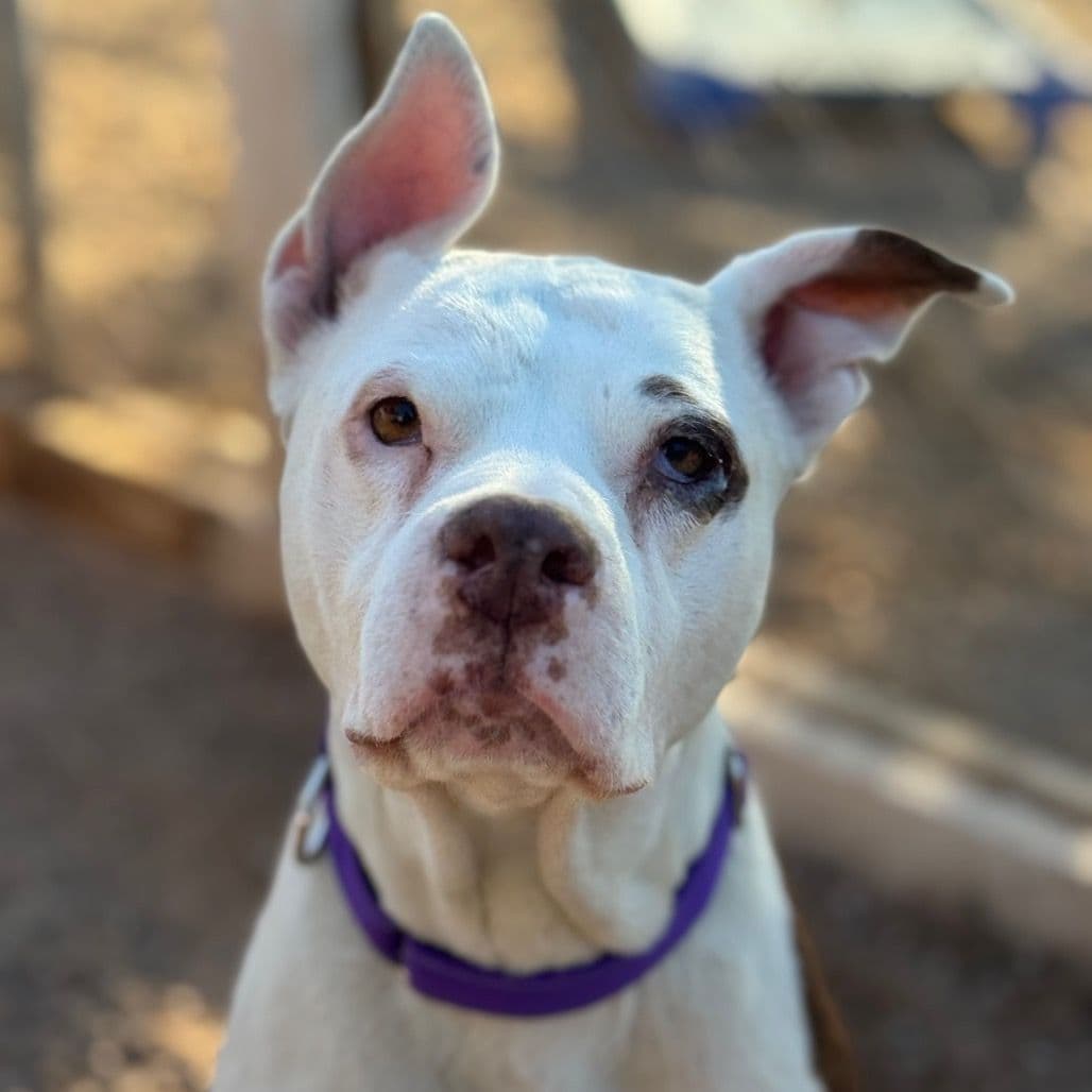 A white dog with big ears looking at the camera