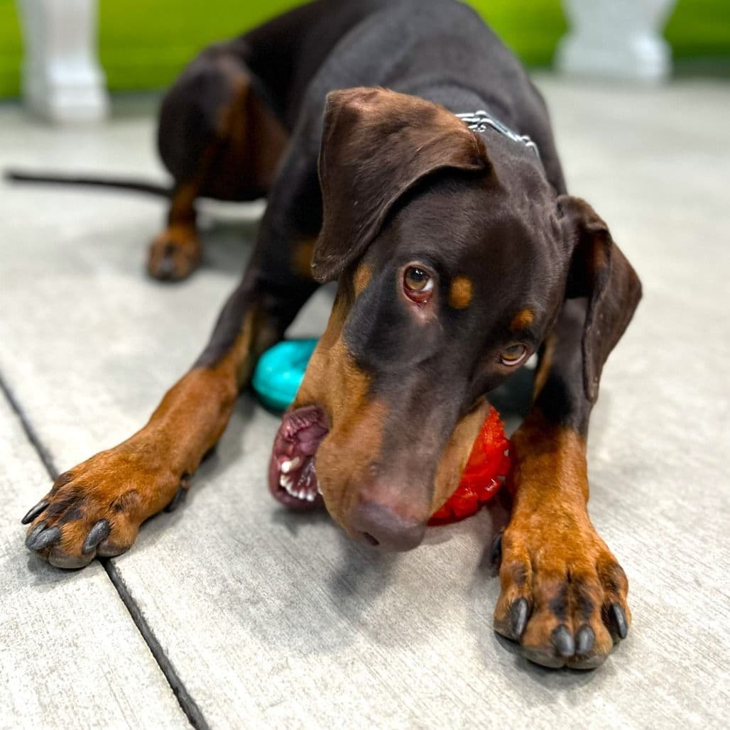 Doberman dog chewing on a dog toy