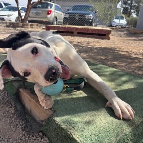 a pitbull dog playing with a toy
