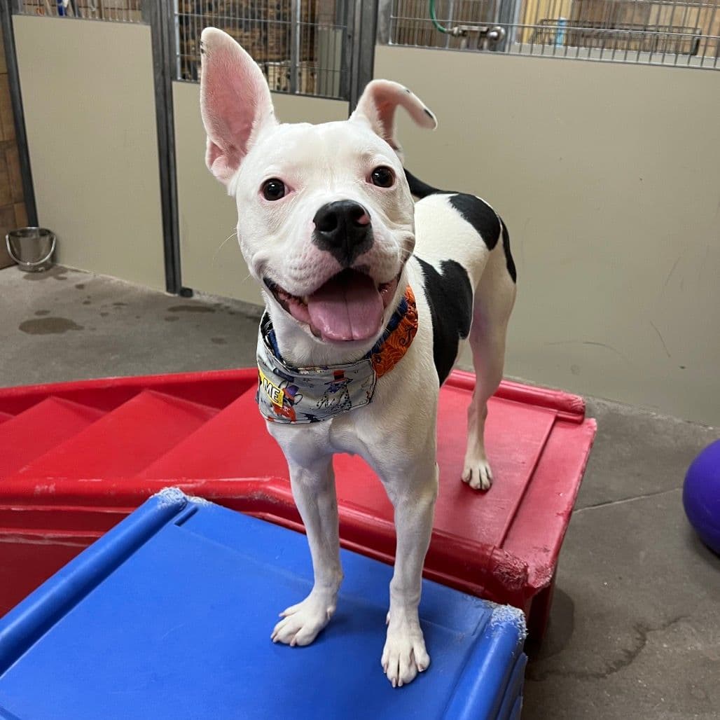 A smiling white dog with big ears and one ear flopped to the side