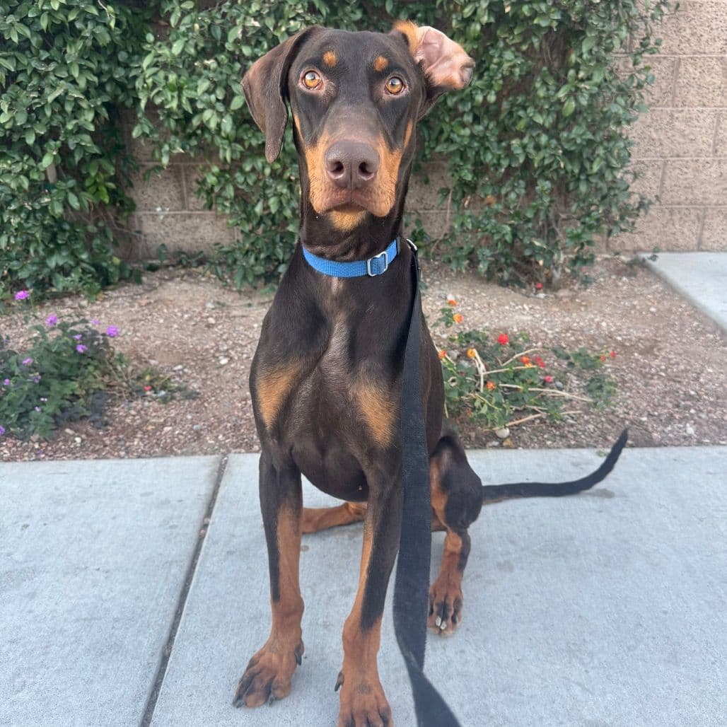 Doberman dog sitting obediently