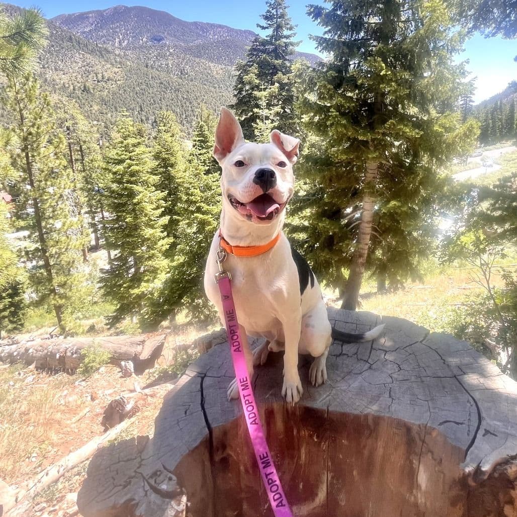 A white dog posed on a rock in the mountains