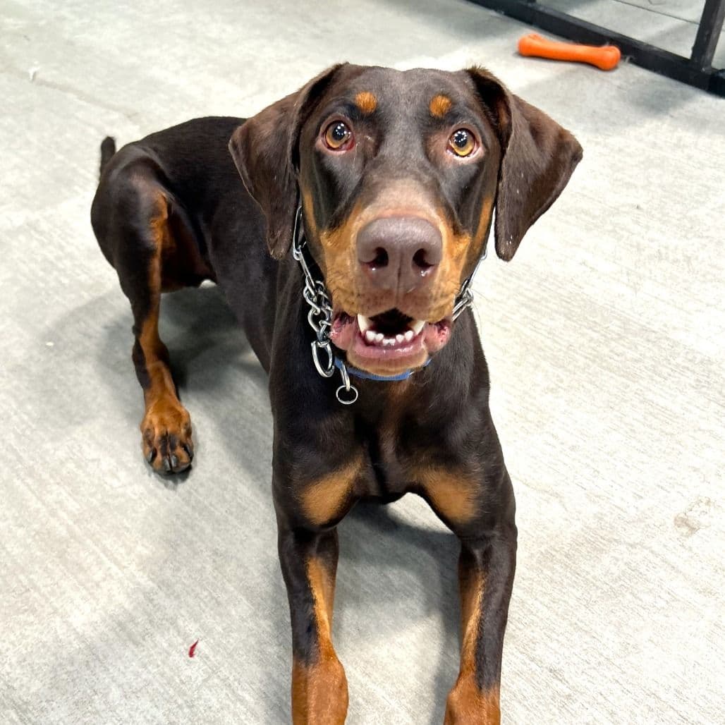 Doberman dog laying down and smiling at the camera
