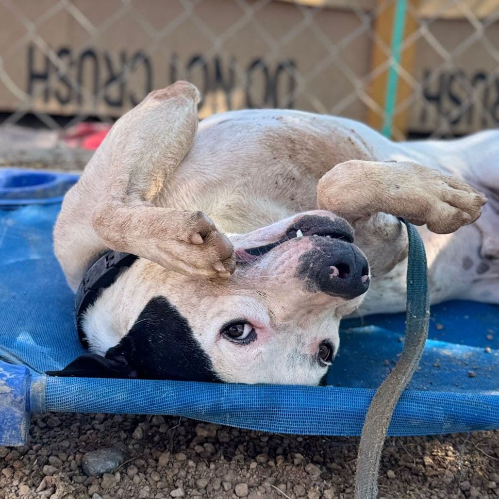 a playful dog rolling upside down