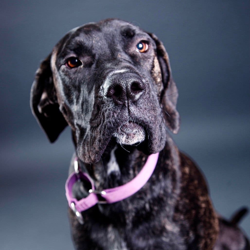 A cute photo of a Mastiff dog with his ears pinned back