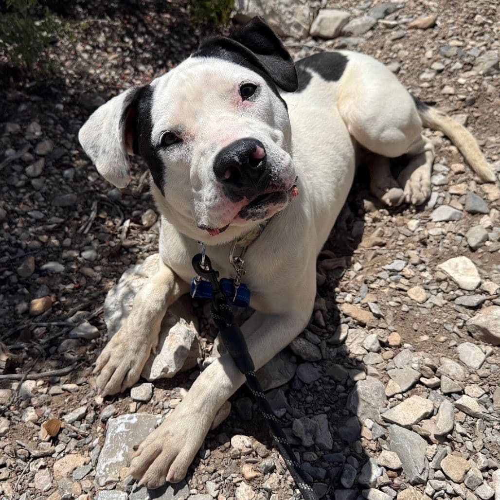 a pitbull dog posing on a rocky path