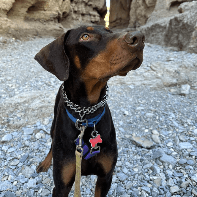 Doberman dog looking off camera