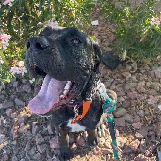 A Mastiff dog with his tongue hanging out
