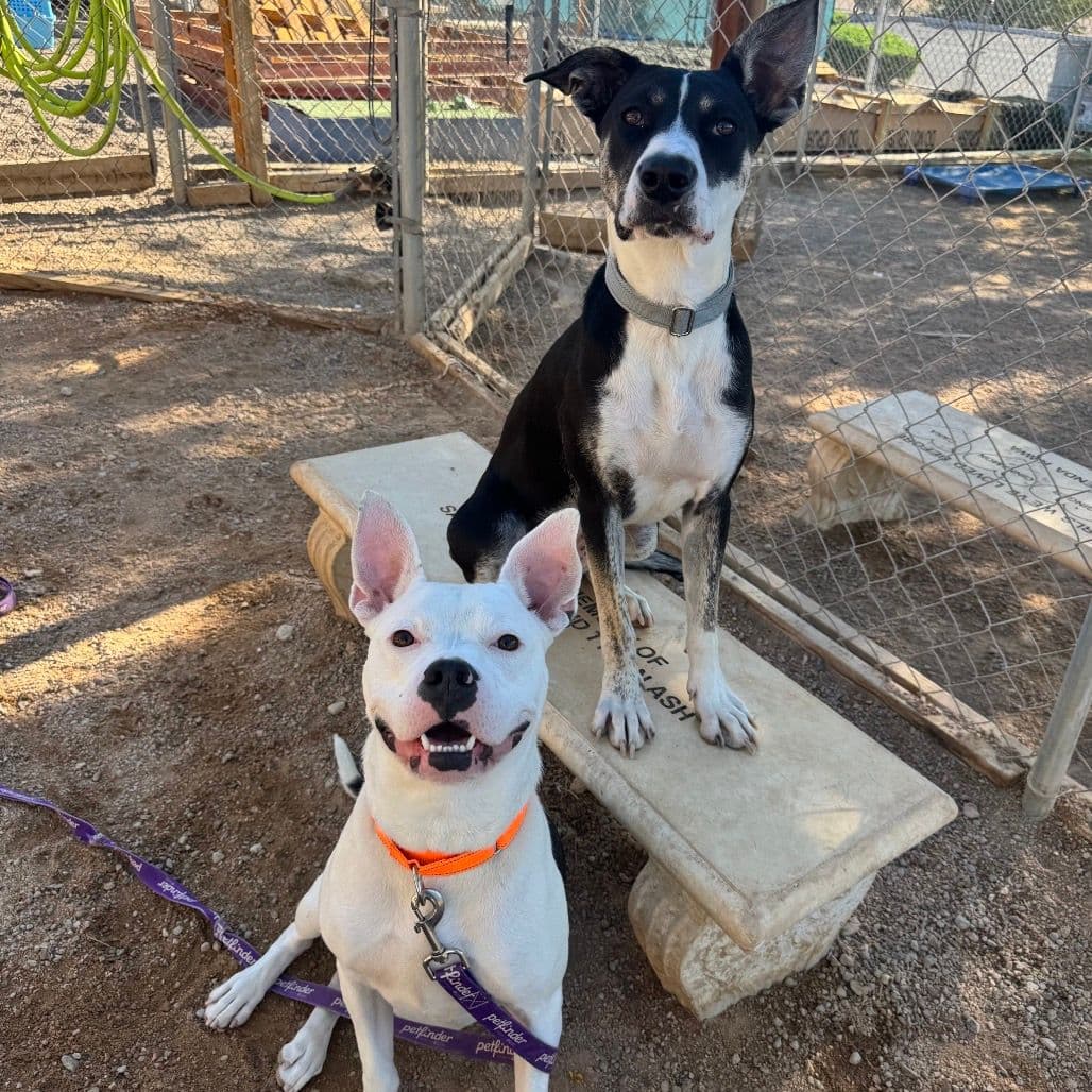 Two dogs posing for the camera