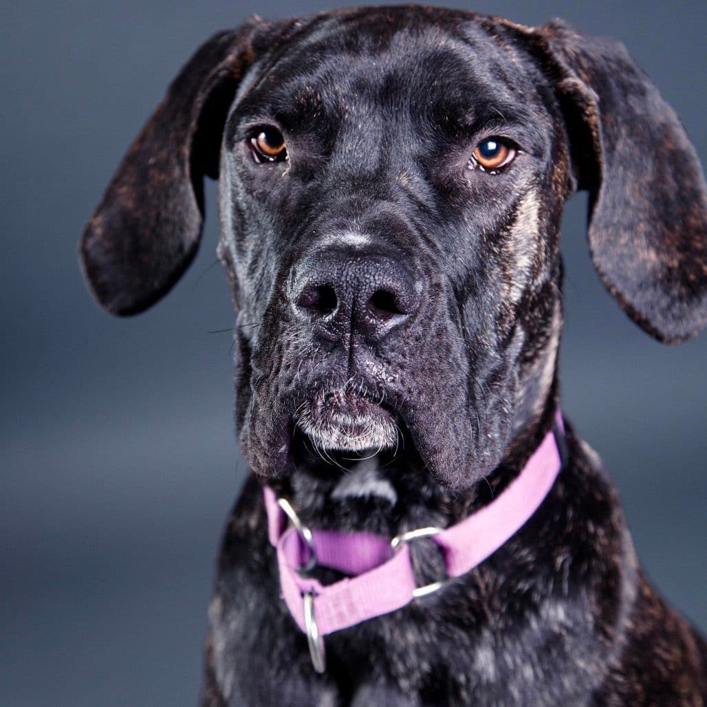A glamour shot of a Mastiff dog