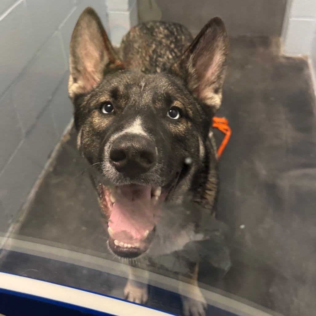 A husky shepherd mix dog smiling at the camera