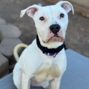 A white pit bull terrier with a black nose