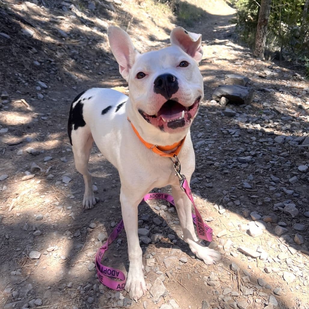 A white dog smiling at the camera