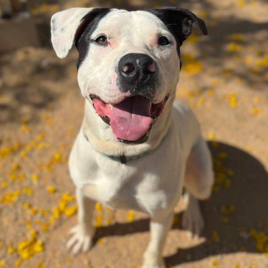 a pitbull terrier posing for the camera